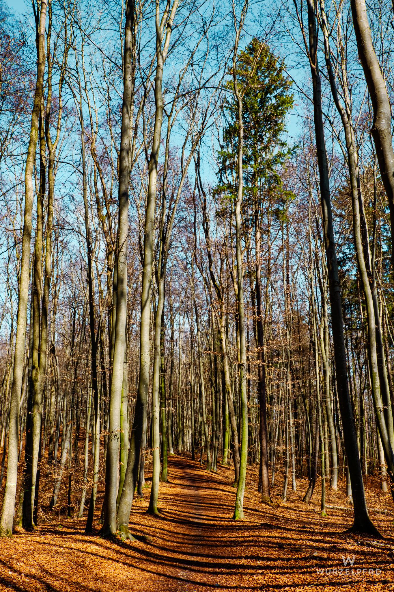 Waldweg bei Pöcking